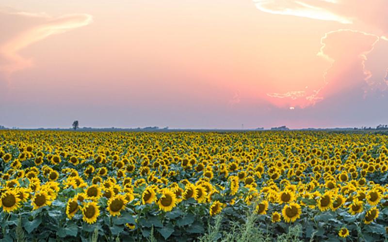 Sunset over a sunflower field in South Dakota.
