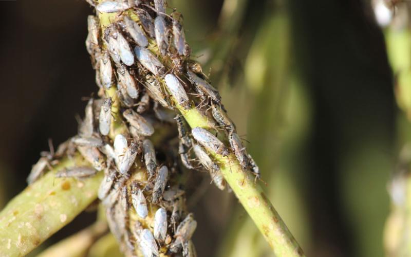 Numerous grayish-brown bugs gathering on a green stem.