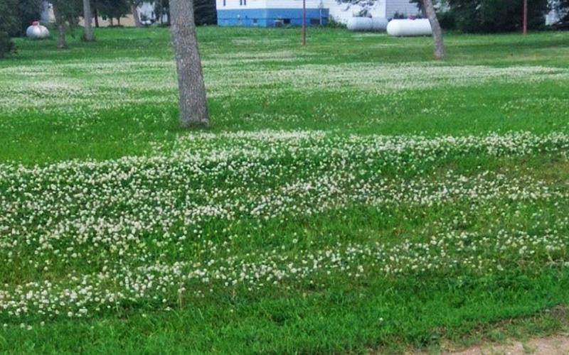 A green lawn with many small white flowers present throughout.