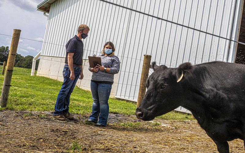 Male and female rancher observing a black cow near a cattle shed.