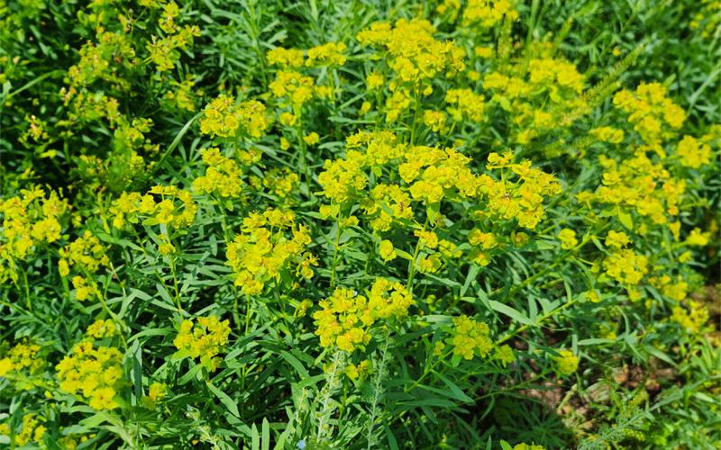 Green plant with bright yellow flowers throughout.