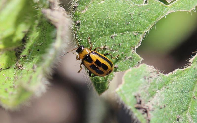 Yellow and black beetle on green soybean leaf.