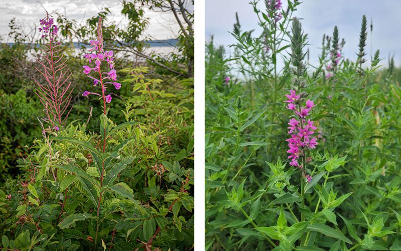 Left: Fireweed growing in a clearing. Right: Purple loosestrife growing in a meadow.