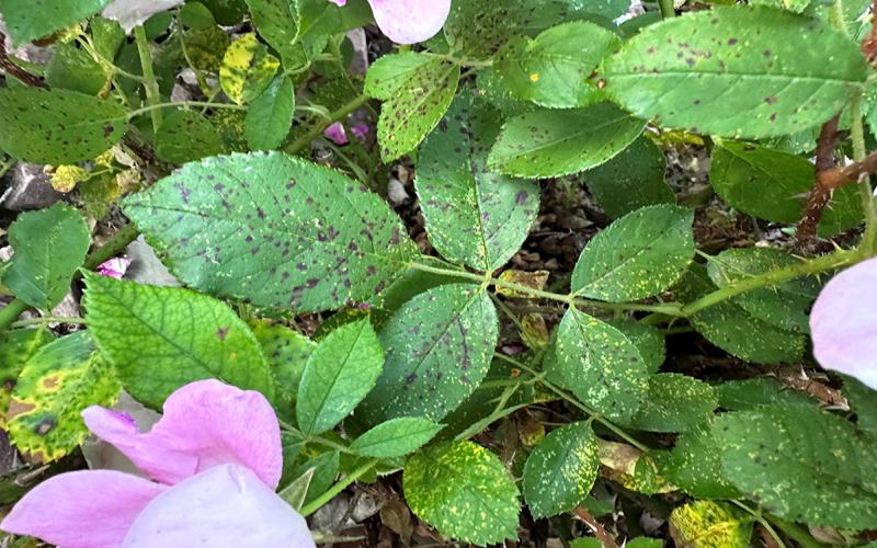 Rose leaves with dark black to purplish spots throughout.