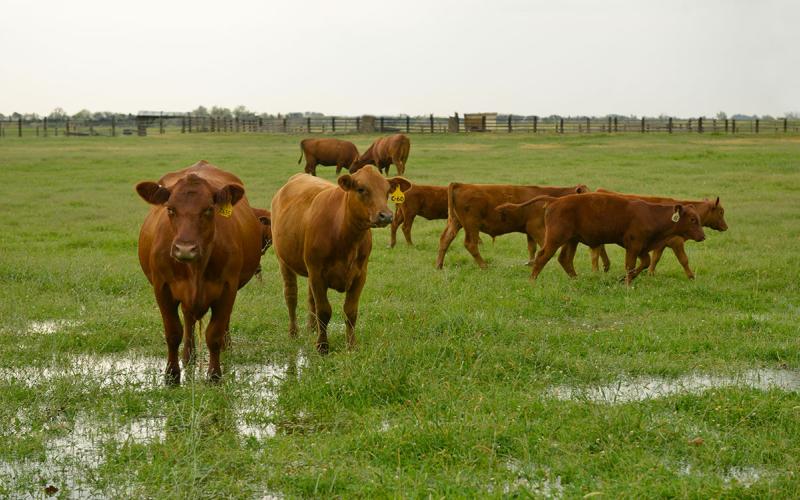 Small group of brown cows and calves in a pasture saturated with rain water.