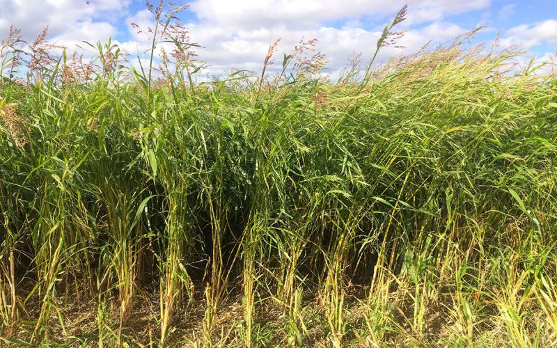 A tall, grassy warm-season cover crop blend grown in South Dakota.