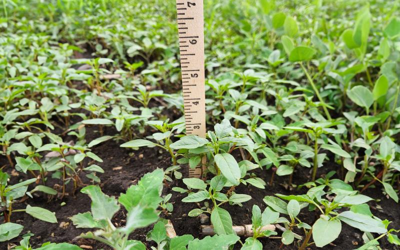 Small, green weeds throughout with a brown yard stick showing the weeds’ height being 2.5 inches.