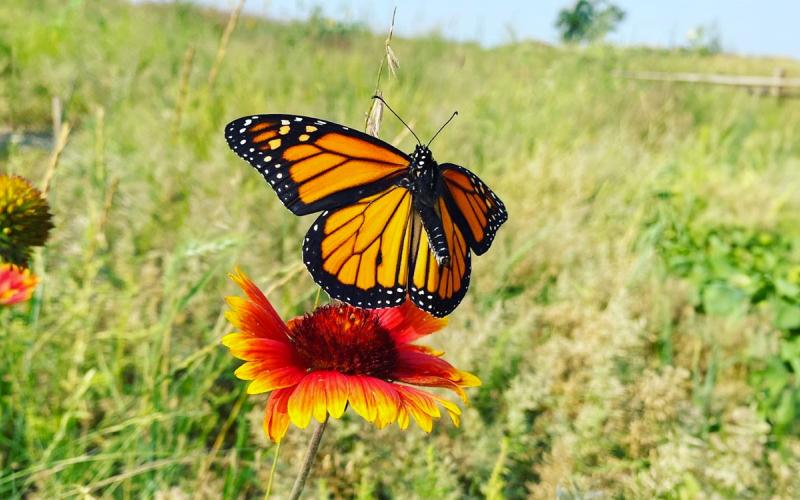 Monarch butterfly visiting a blanket flower near a backyard garden.