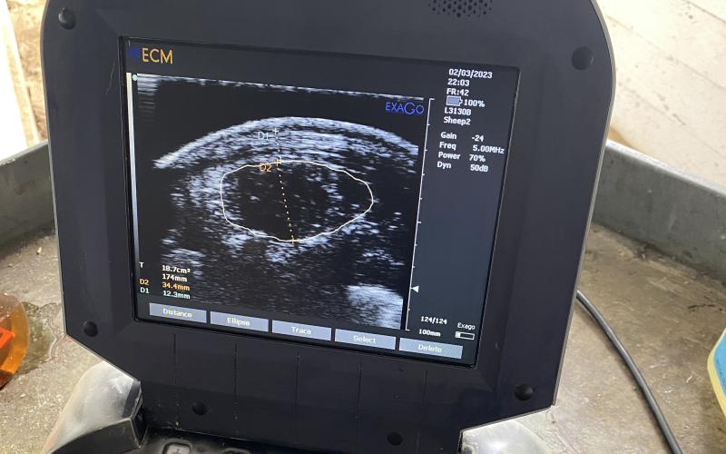 Ultrasound machine used for sheep