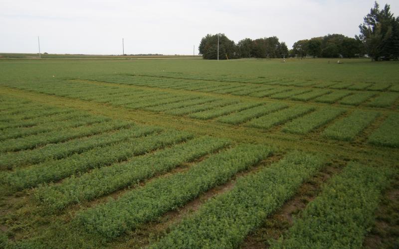 A field of alfalfa.