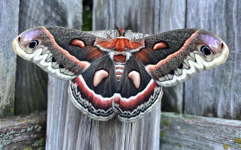 A large moth with bright red and purple patterns sits on a wooden fence post
