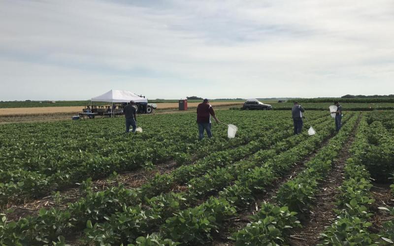People walk through rows of crops with nets