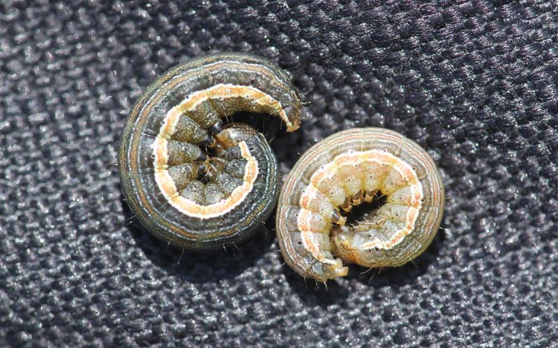 Dark green and tan curled caterpillars with an orange stripe along their sides.