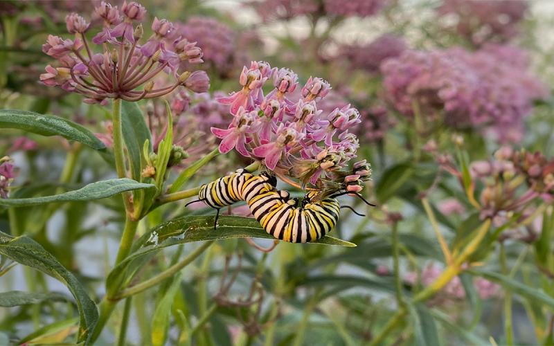 A large monarch caterpillar exploring the flowers of a swamp milkweed plant (Asclepias incarnata) in a field plot.