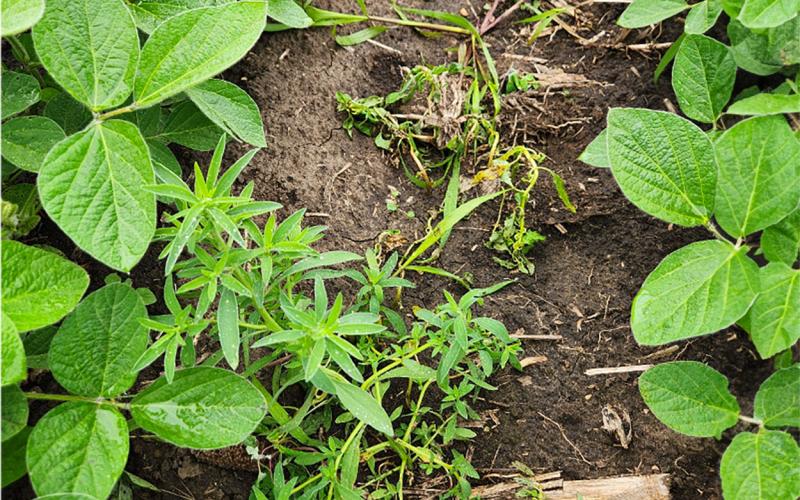 Picture of multiple green plants and tan, corn residue with brown soil in the background.