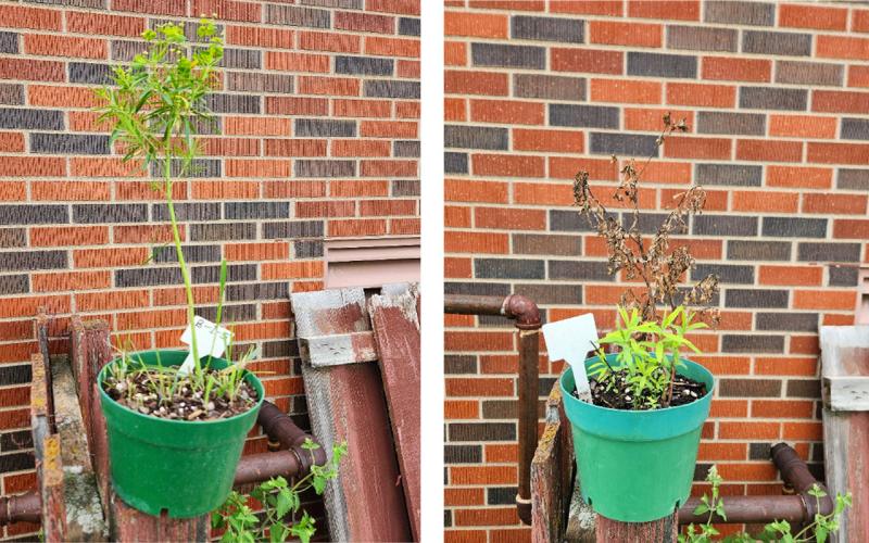 Two pictures, both a picture of a green plant in a green pot in front of a orange/brown, brick wall. The left picture has a healthy, tall green leafy spurge plant and the right picture has an unhealthy, short green leafy spurge plant.