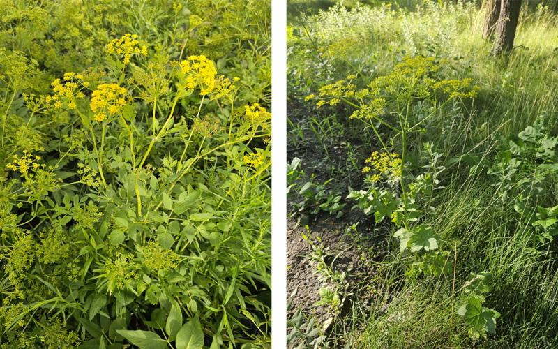 Full plant profiles: Golden alexander and wild parsnip.