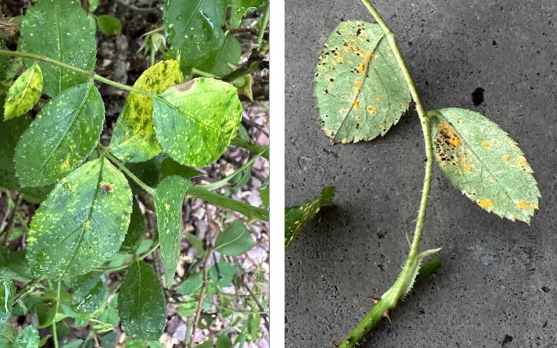 Rose rust disease symptoms on the tops and bottoms of leaves.