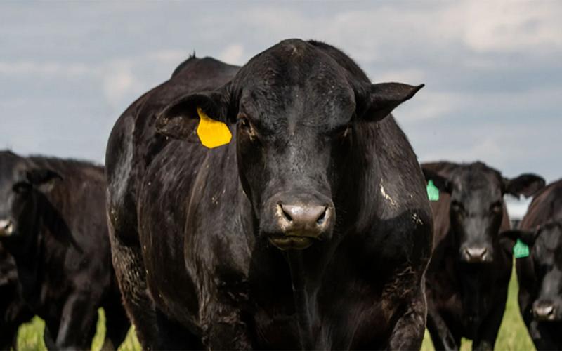 Black angus bull and heifers.