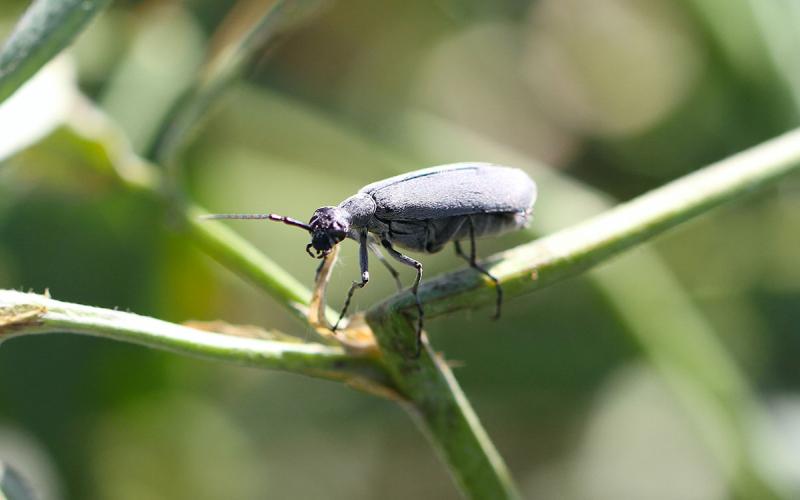Gray beetle on a green alfalfa stem.