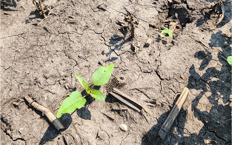 A few small, green weed plants among a background of brown dirt, tan crop residue and green soybean plants.