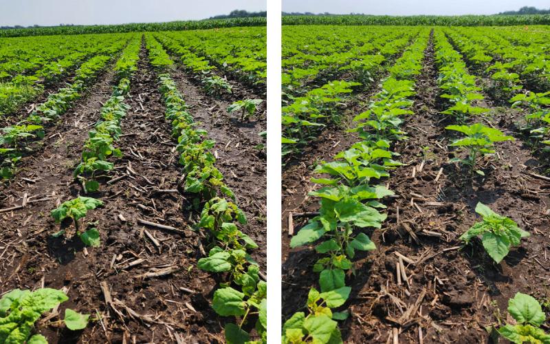 Two pictures of green sunflower plants amongst brown dirt and tan crop residue. Taller, green corn plants can be seen in the distance.
