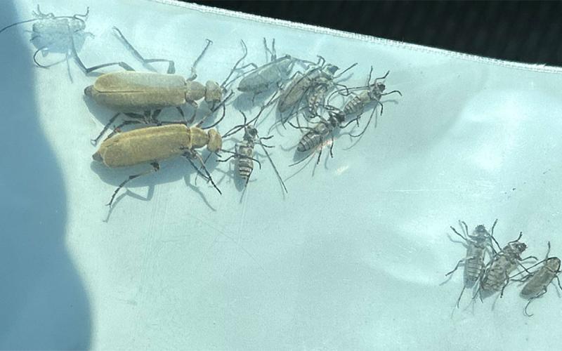 Plastic resealable bag containing larger ash gray blister beetles and smaller Dectes stem borer adults with long antennae.