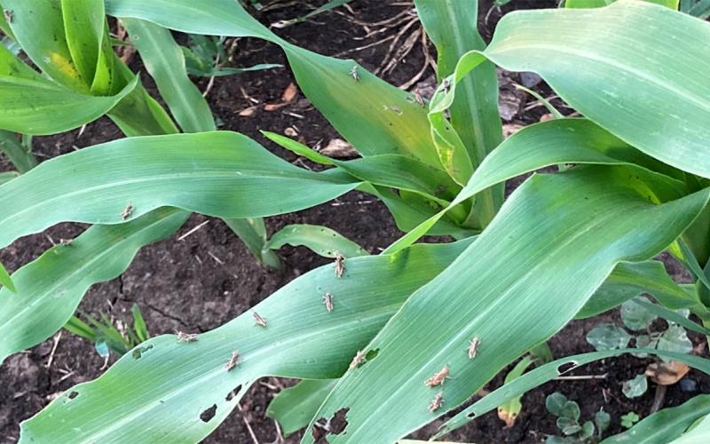 Numerous nymph grasshoppers feeding on corn.