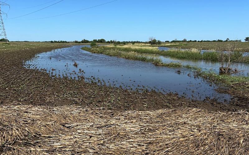 Flooded soybean field with tan, corn residue throughout.