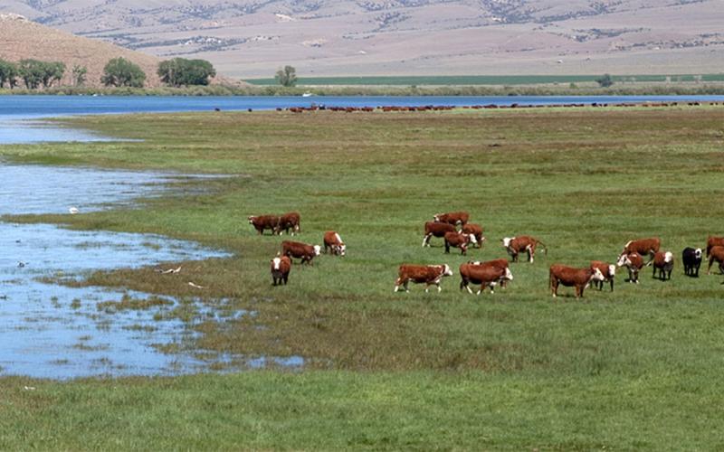 Herd of cattle grazing a flood-impacted pasture.