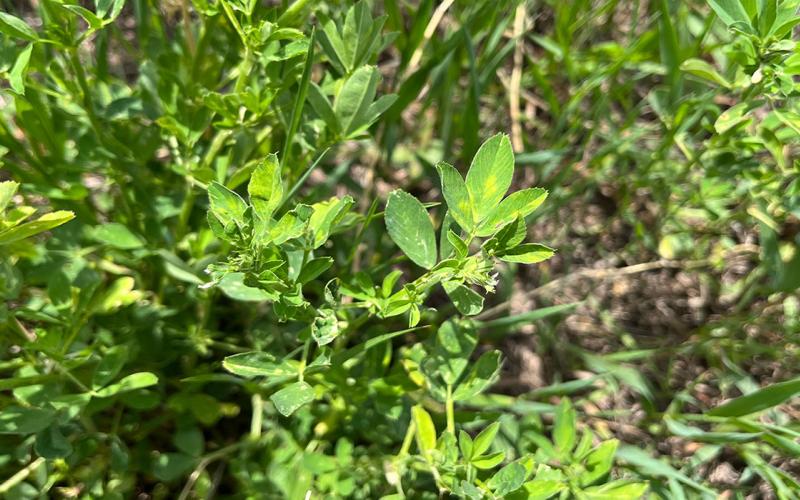 Green alfalfa leaves turning yellow because of potato leafhopper feeding.