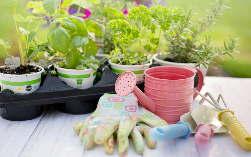 Plant starts on a table with hand tools.