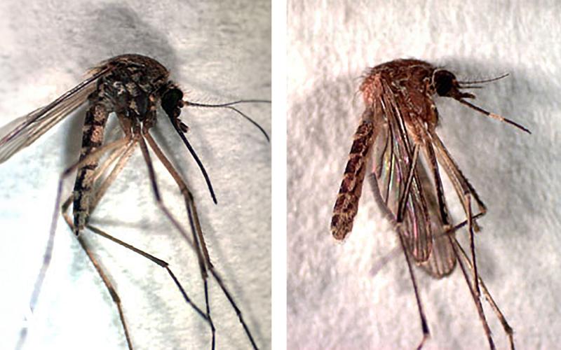 Left Mosquito specimen with dark coloration. Right: Mosquito specimen with white band on its proboscis.