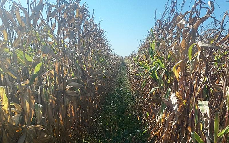 Cover crops growing between two wide rows of corn.