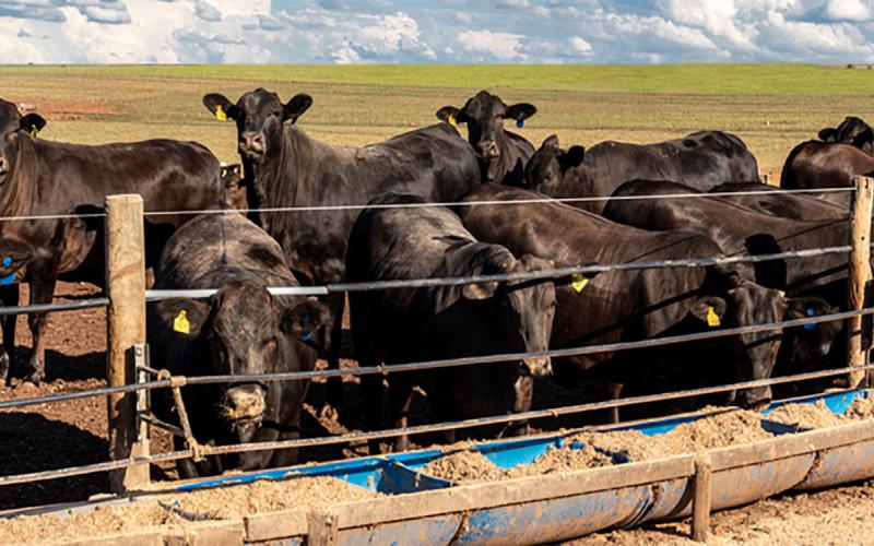 Group of black angus cattle at a feeding trough.