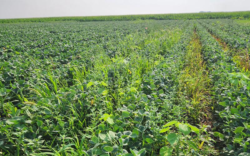 Weeds growing abundantly between rows of soybean in a research plot.