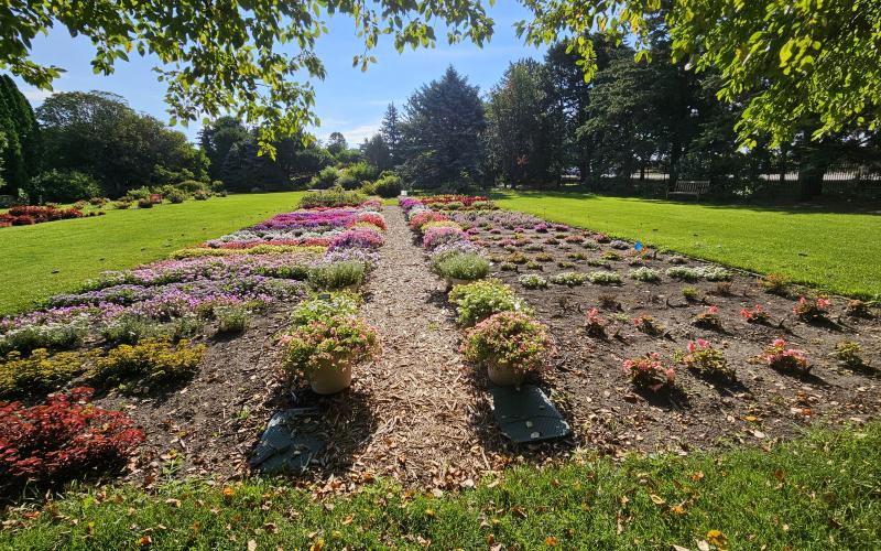 Annual trials garden at McCrory Gardens