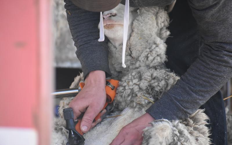 A person holds a sheep to their chest and uses shears to shear the sheep's wool off it's stomach