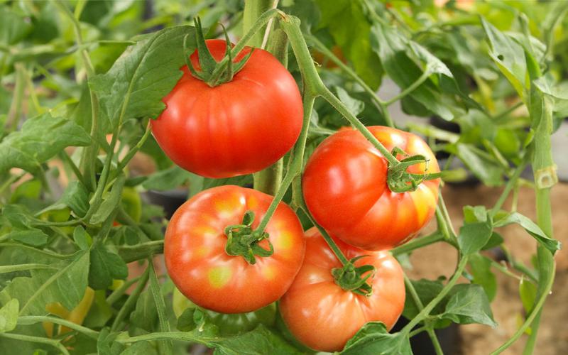 Cluster of tomatoes exhibiting yellow shoulders symptoms.