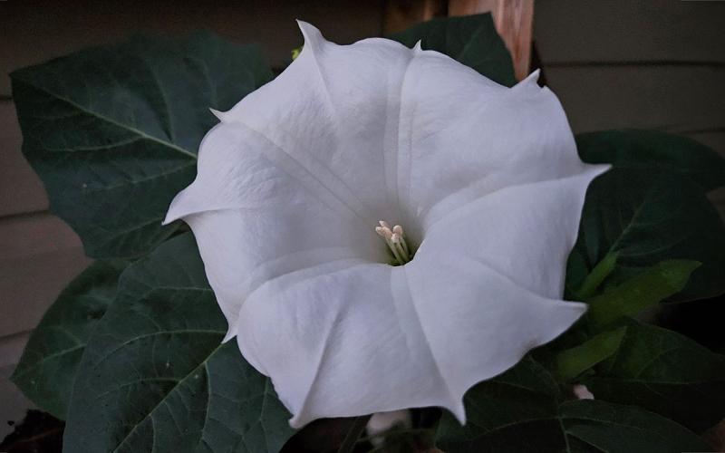 A large white flower with green leaves