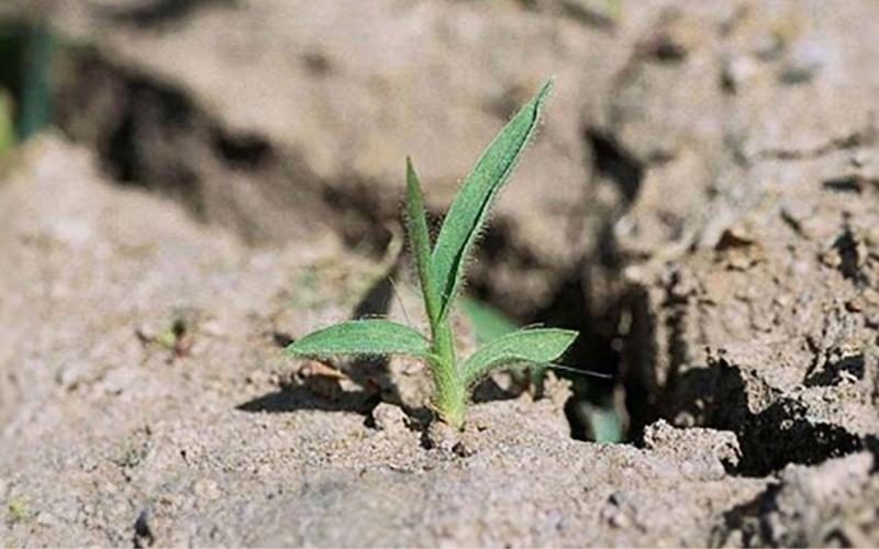 Small, green grass plant amongst brown soil.