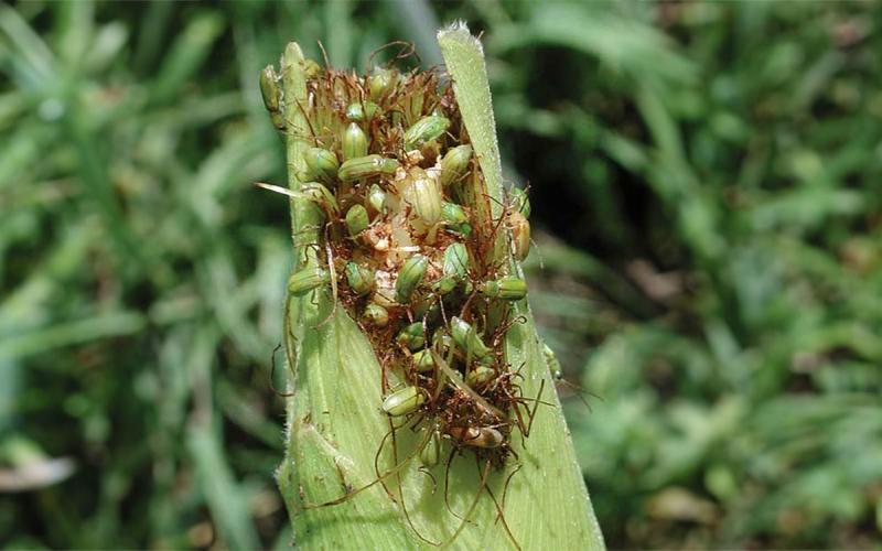Green beetles feeding on the tip of a corn ear.
