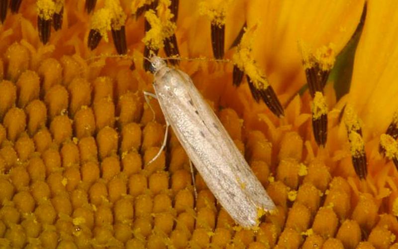 Light colored moth on a yellow sunflower head.