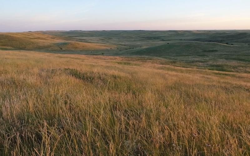 Sprawling rangeland with a diverse mix of native grasses and forbs.