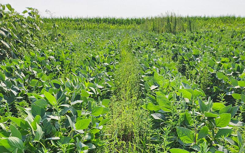 Soybean field with abundant grass and weeds between rows.