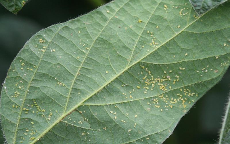 Bottom side of a soybean leaf revealing a sever soybean aphid infestation.
