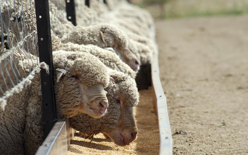 Row of sheep eating from a trough in a feedlot.