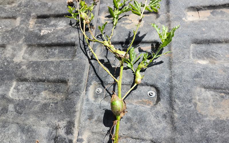 A green Canada thistle with large, round galls throughout.