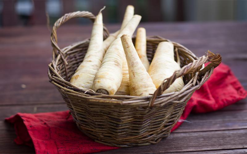 Basket of freshly harvested parsnips on a table.