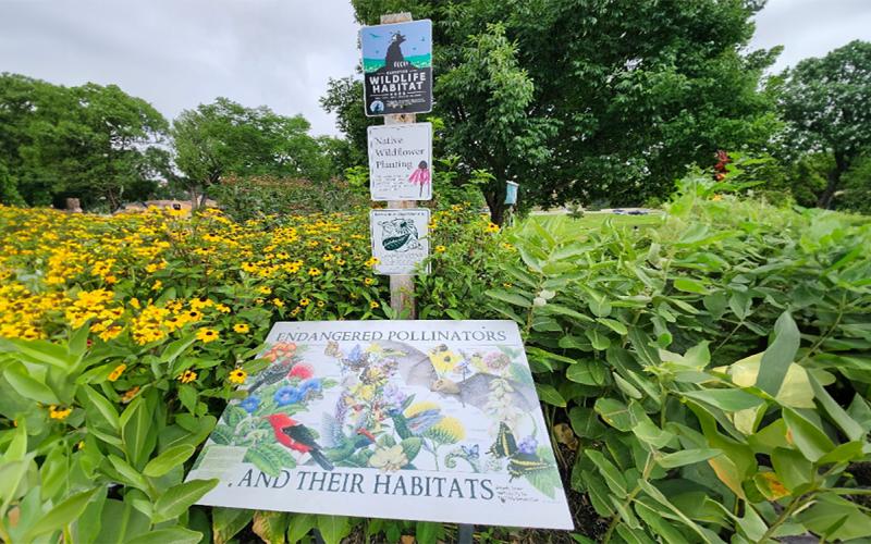 Pollinator and Wildlife Habitat signs in a bed of plants and yellow flowers.